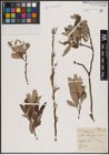 Foto von Salix aurita L. x Salix caprea L. x Salix viminalis L.